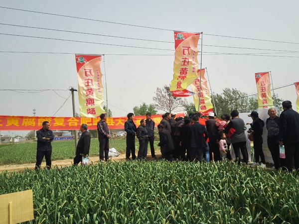 培肥养地夺高产 不妨试试黄腐酸 ——E世博官网科技有限公司河南睢县大蒜观摩会